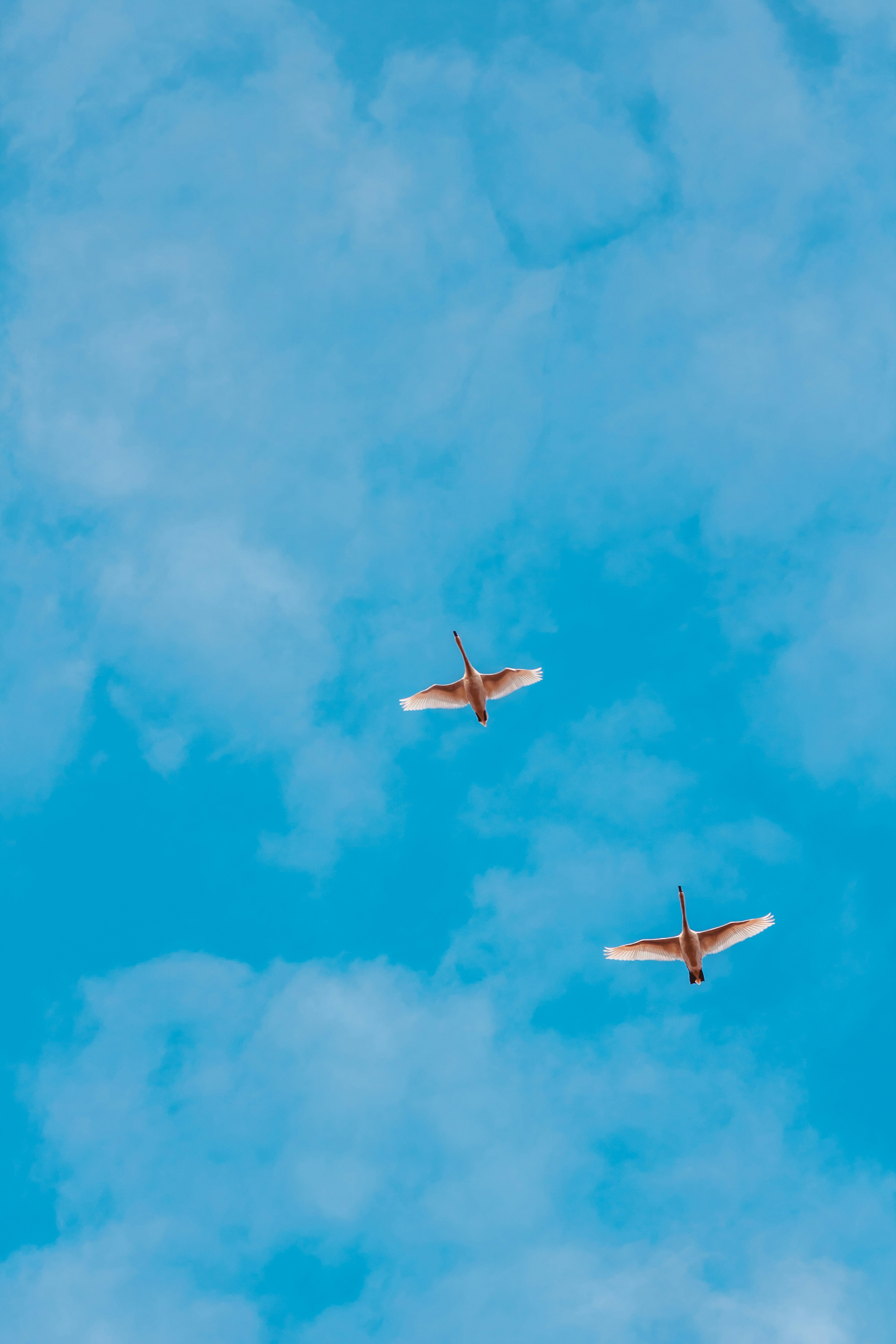 white and red airplane in the sky